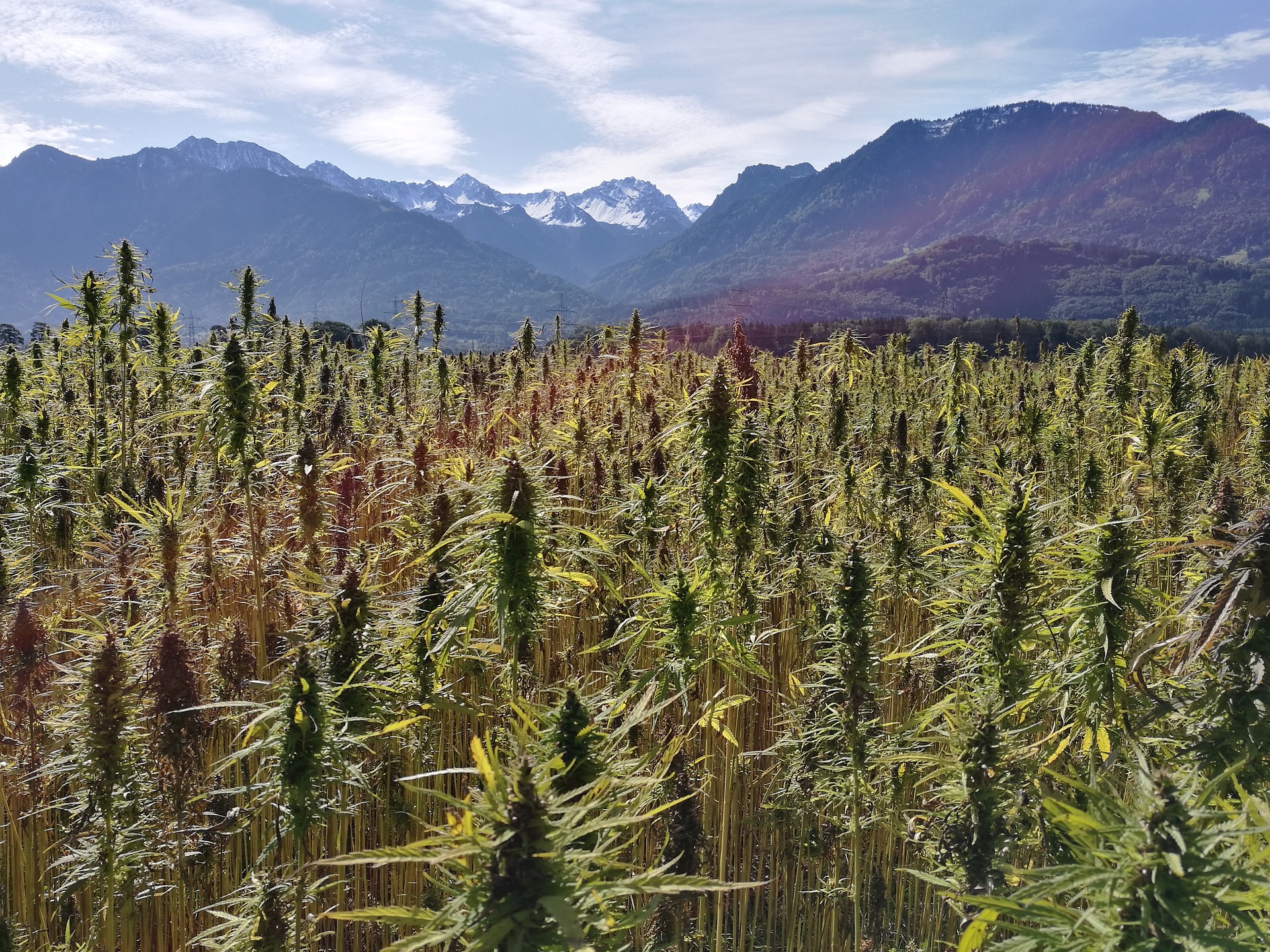 Field of Hemp