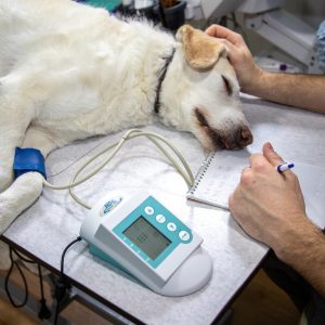 Dog at Vet Clinic